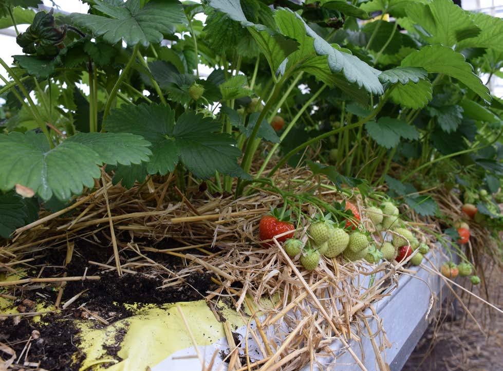 Ekologisk jordgubbsodling i säckar på bord i växthus. Denna odlingsmetod kan bli förbjuden i ekologisk odling.