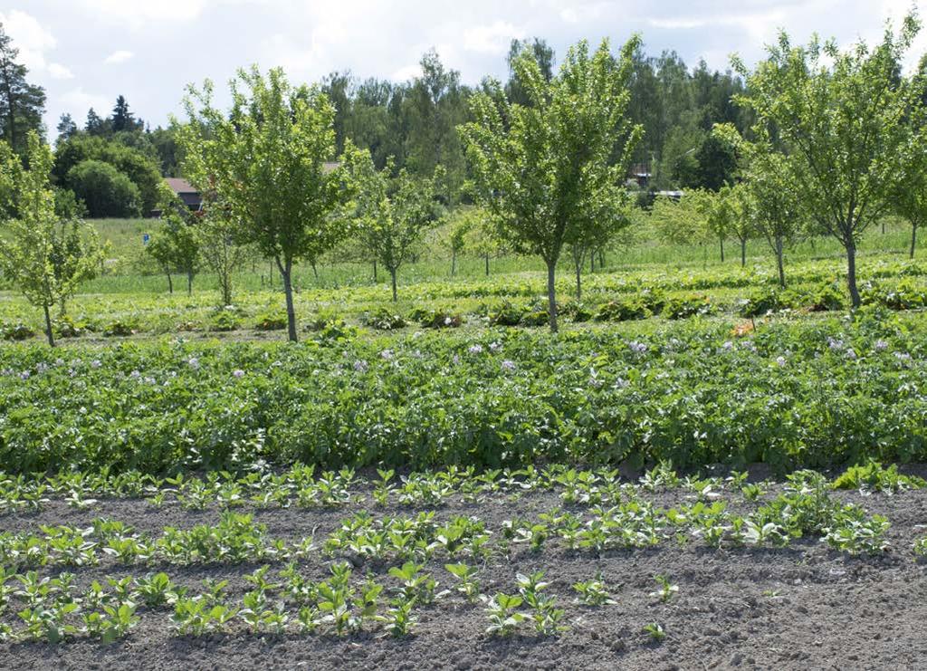 Fruktodling med klöver-gräsbana under plommonträden och grönsaksodling, örter samt spannmål i radmellanrummen.