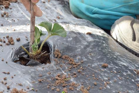 Plantering av frigoplantor i plastlister med planterings gaffel. Bild från konventionell odling. Ta bort ogräs i planteringshålen redan efter 10 14 dagar, upprepa minst 1 gång.