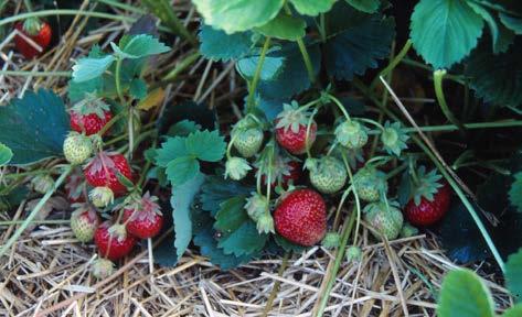 Zefyr är normalt mycket känslig för mjöldagg. Flera odlare klarar att hålla plantorna friska genom att odla på lite tyngre jordar, ge måttliga kvävegivor och vattna i rätt tid.