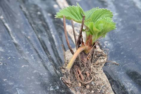 Plantera på rätt djup Innan plantering ska marken ha lös jord till ett djup av cirka 8 10 centimeter. Detta gör du bäst med en rotorharv eller fräs.