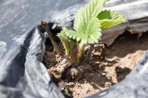 Särskilt väl lämpar sig den typ av planteringsmaskiner som bara gör upp en fåra och plantören reglerar själv plantdjupet genom att hålla plantan tills tryckhjulen pressar fast plantan.