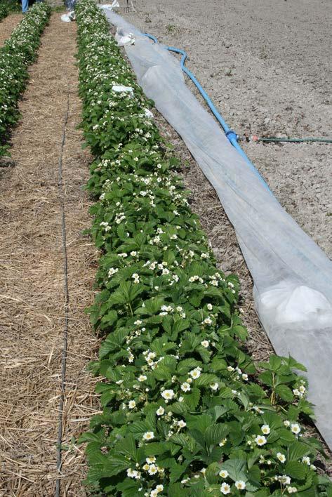 Växtskydd Jordgubbskulturen angrips av en rad olika svampsjukdomar och insekter. Det lär finnas över 50 potentiella skadedjur på jordgubbar.