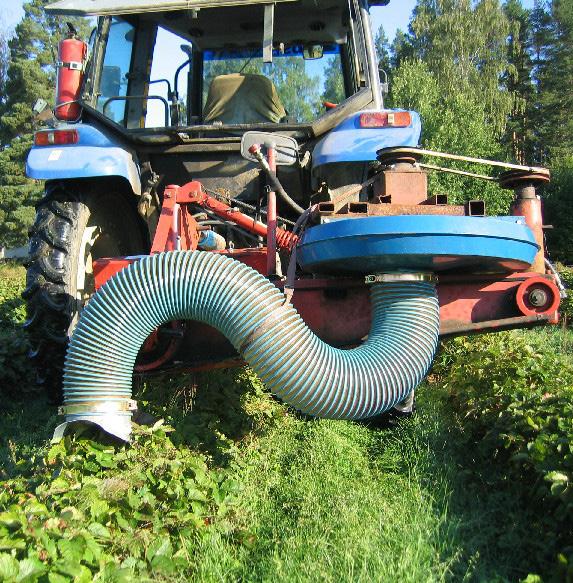 Behandla med varmvatten Varmvattenbehandling är en metod som kan användas för att rensa plantor från jordgubbskvalster och bladnematoder.