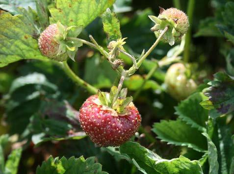 Kronrötan kan finnas i plantan utan symtom och kan då spridas till revplantorna. När plantan utsätts för stress till exempel efter planteringen bryter sjukdomen ut och plantorna vissnar.