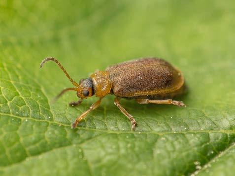 Insekter och kvalster Hjortronlövbagge och Smultronlövbagge Lövbaggarna är bruna med ljusare band längs vingkanterna.