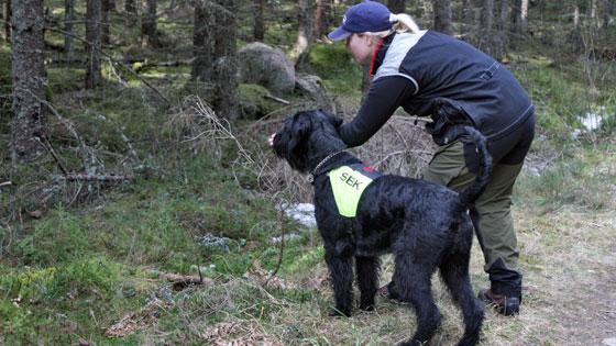 Tanken var att starta med en relativt öppen och lättarbetad ruta med bra sikt för att sedan göra en förflyttning till en lite mer kuperad ruta.