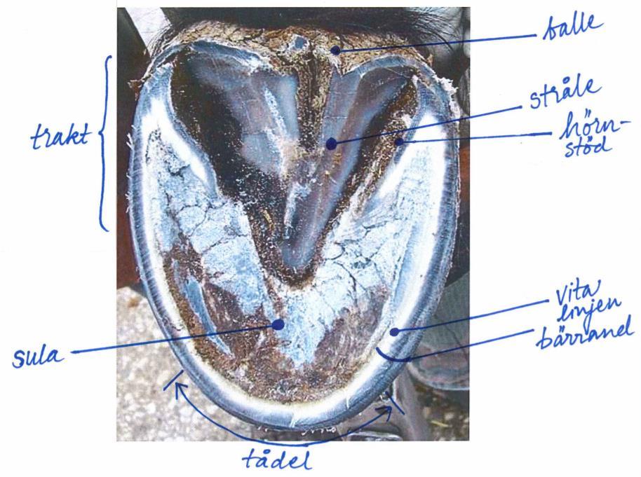 LITTERATURÖVERSIKT Hovens uppbyggnad och funktion Hoven är anpassad för att kunna utstå många påfrestningar och bära upp hästens stora kroppsmassa (Floyd & Mansmann, 2007).