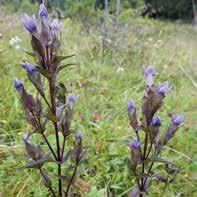 Förvaltning och utveckling av naturreservat och tätortsnära natur ska bibehålla en hög nivå i ett nationellt perspektiv.