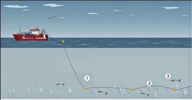 Marina däggdjur och dess interaktioner med fiskeriet NÄTFISKE 1.. Bogseringslina 2. Flytanordningar 3.