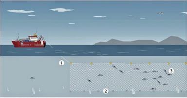 Fiskebåten placerar och sätter ner burar 2. Flytanordningar visar vart burarna befinner sig. 3.