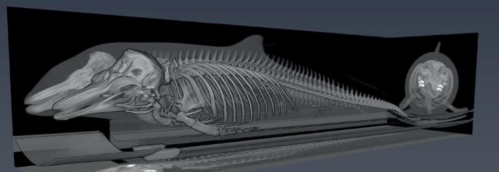 3-D animation av tumlare Hur man bygger en 3D-modell över skelett av en tumlare Här under kommer det en beskrivning av projektet att bygga en digital 3D modell av en tumlare: En tumlares skelett har