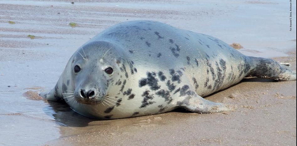 Introduktion till de marina däggdjuren i norra Europa Gråsäl (Halichoerus grypus macrorhynchus) En vuxen gråsälshanne kan bli upp till 250 cm och väga 300-400 kg.