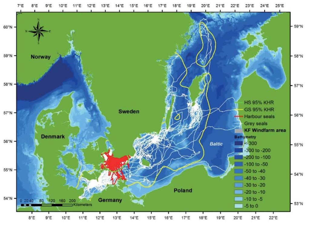 Introduktion till de marina däggdjuren i norra Europa Satellit och GSM sändare som har kopplats till gråsäl i Östersjön, de visar att de jagar och rör sig i hela Östersjön, även om det saknas