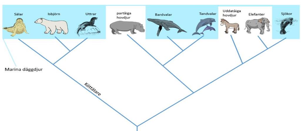 Figur 2: Evolutionsträd över de marina däggdjuren och deras nära släktningar, man kan se att marina däggdjur hur anpassat sig till ett liv i havet flera gånger oberoende av varandra, de bildar en så