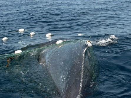 Plast i haven Ett ytterligare problem är att havsvatten innehåller många långlivade organiska föroreningar såsom DDT och PCB som hamnar i havet via floder och från kusten.