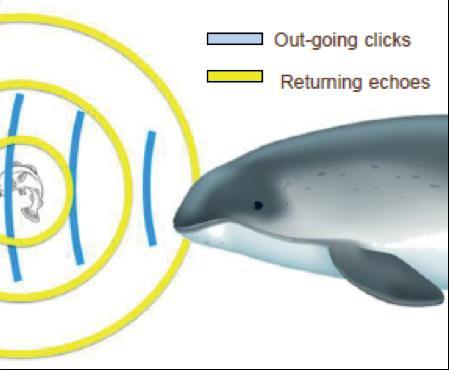 Tumlare använder höga frekventa ljud för att orientera sig i sin omgivning, så kallad ekolokalisering. Tumlaren använder ljud för att lokalisera byte och eventuellt också att kommunicera.