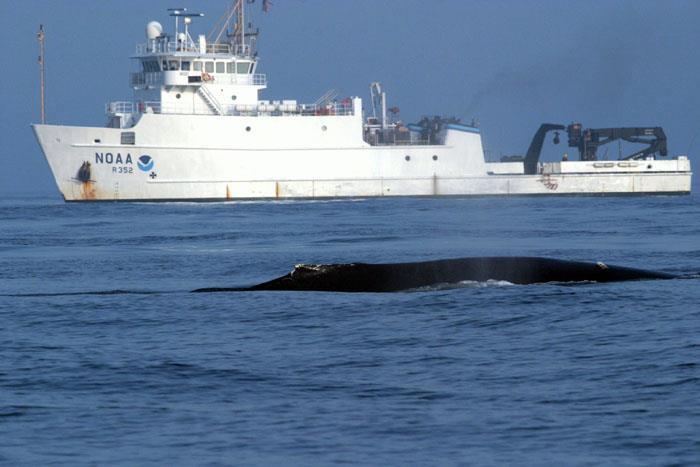 c Mysteriespelet Havsförsurningen 04 Havsförsurningen drabbar särskilt smått marint liv såsom plankton, kräftdjur och