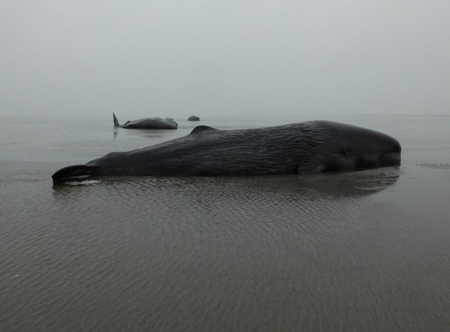 c Situationen Mysteriespelet 2016 så strandade 30 kaskeloter på olika platser längs Nordsjökusten. Alla individer var unga tjurar runt samma ålder.