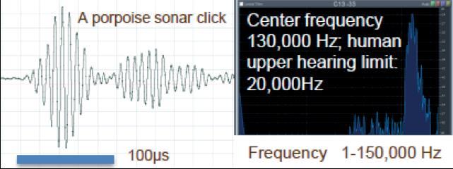 Introduktion till de marina däggdjuren i norra Europa Tumlaren kan dyka till minst 400 meters djup, även om de flesta dyk är grundare än 30 meter och varar mindre än en minut.