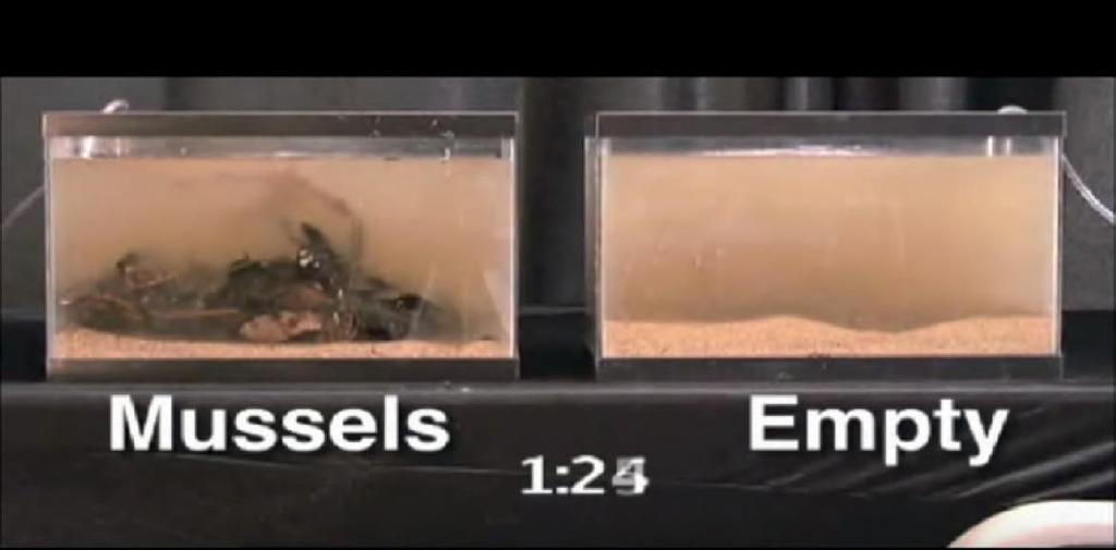 c Kemikalier i havet Uppgift 1: Samla in blå musslor (Mytilus edulis) och hålla dem i ett akvarium. Ordna ett annat akvarium av liknande storlek bredvid den första.