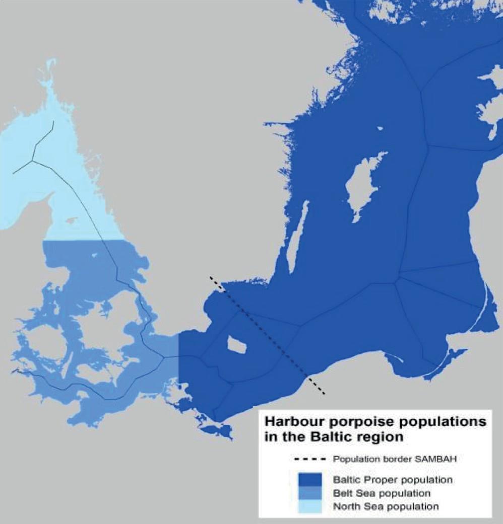 Introduktion till de marina däggdjuren i norra Europa Tre populationer har identifierats i Östersjöområdet med en avgränsning i norra Kattegatt på LAT 57 N och en annan i sydvästra Östersjön på LON