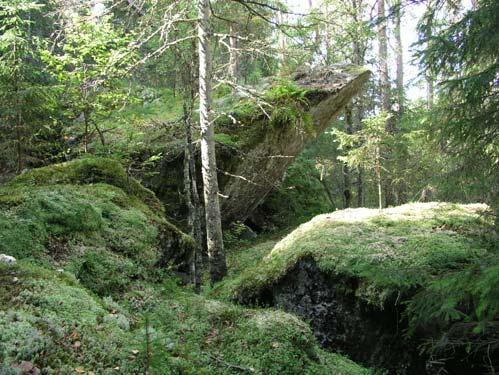 I kärrdrågen växer bl a myrlilja, blåsstarr, pors, vattenklöver, ängsull och flaskstarr. Tallmossen domineras istället av tuvull och vitmossa med stort inslag av blåbär, tranbär och klockljung.