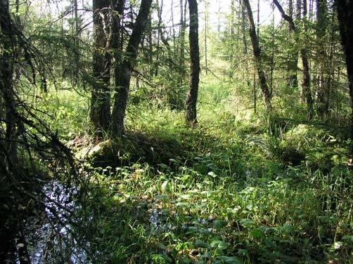 105d Buagärde Bäckdråg med sumpskog intill nordvänd bergbrant (3,7 ha) En liten skogsbäck rinner längs en ca 500 meter lång nordvästvänd bergssluttning.