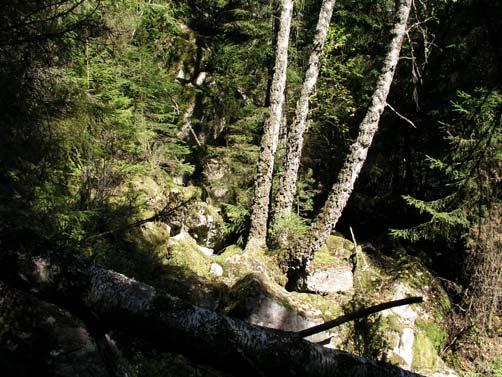 105e Buagärde Rasbrant (0,7 ha) Detta är en sydostvänd tämligen hög bergbrant med lodytor och en ganska stor mängd blockigt rasmaterial vid brantens fot.