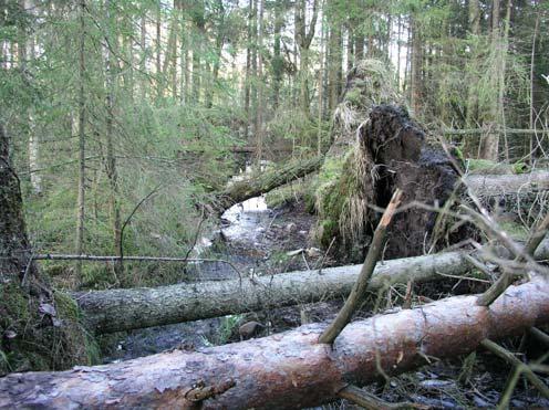 105h Buagärde Blandsumpskog (1,1 ha) Detta är ett kärrdråg som sluttar mot öster. Kärret är bevuxet av främst björk, samt en del klibbal och gran.