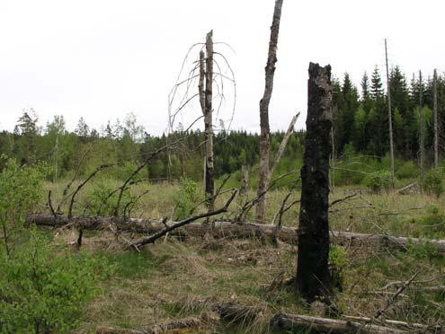 112 Hulan Torpmiljö (2,1 ha) Vid en torpruin ligger gamla igenväxande hagmarksmiljöer. Här finns kvarstående gamla lönnar med gott om olivbrun gytterlav samt grov hamlad ask.