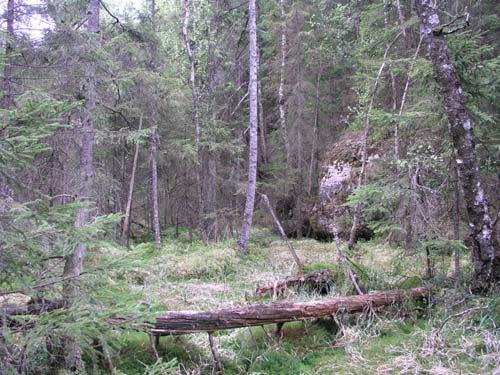 114 Nabben Gransumpskog (0,9 ha) Detta är en gransumpskog med inslag av björk och enstaka tall.