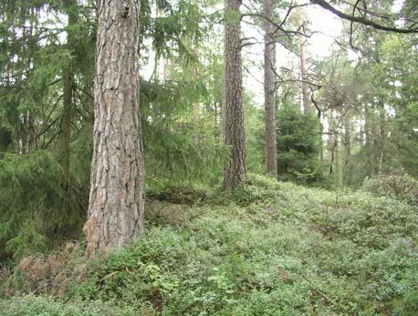 Detta förhindra frösättning samt gör att födoresursen för det rika insektslivet som är knutet till ängsmarker försvinner.