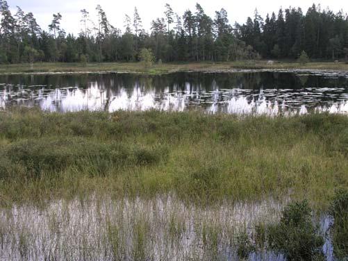 3 Dammsjön Mindre sjö med omgivande våtmarker (24 ha) Dammsjön är en liten grund brunvattensjö.