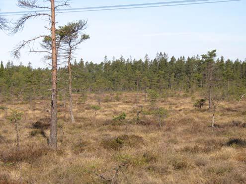 6 Bredaremossen och Fäbromossen Myrmosaiker (115 ha) Norr och söder om väg 180 ligger två svagt välvda högmossar. Mossarna skapar en mosaik av mosseytor, dråg, myrholmar och sumpskog.