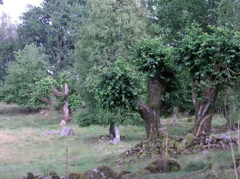 12 Hampedalsmossen Svagt välvd mosse (13 ha) Svagt välvd mosse 5 km N om Töllsjö. Lokal påverkan genom dikning och torvtäckt. Området är ej besökt och klassningen grundar sig på våtmarksinventeringen.