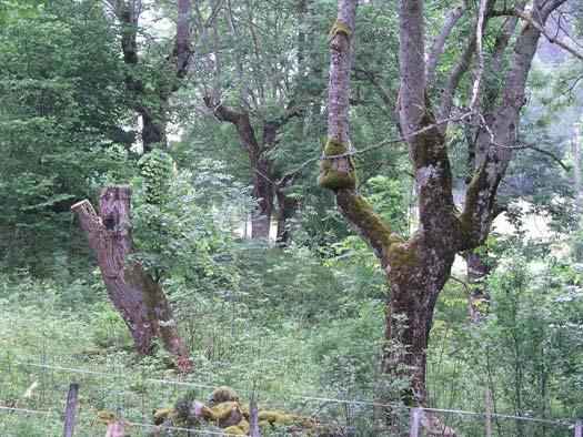31e Holmared Hagmark med hamlad ask (0,9 ha) Detta är en betad hagmark med gott om gammal hamlad ask samt enstaka grov ek, lind och björk. Några av träden har även hamlats nyligen.