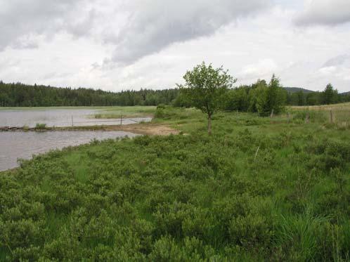 I området finns gott om odlingsrösen och marken är bitvis blockig. Delar av området är under kraftig igenväxning av örnbräken. Ängsfloran är inte särskilt artrik. På några ekar växer fällmossa.