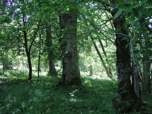 33 Norr om Veresjön Barrblandskog (0,6 ha) Barrblandskog i en sydvästvänd sluttning ner mot Tvättesjön. Området är ej besökt och klassningen grundar sig på nyckelbiotopsinventeringen.