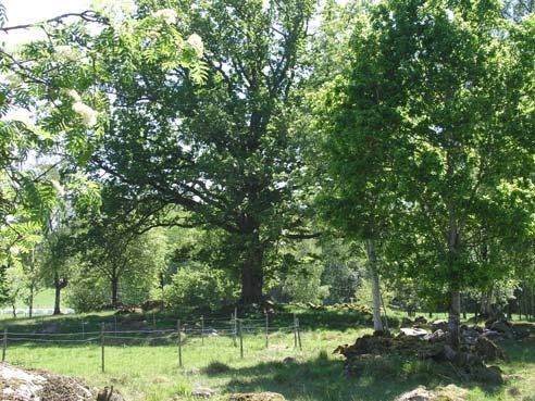 35b Kaggården Hage med hamlade askar (0,1 ha) En mindre hage med ca 10 hamlade och grova askar ligger vid vägen. Hagen betas av häst.