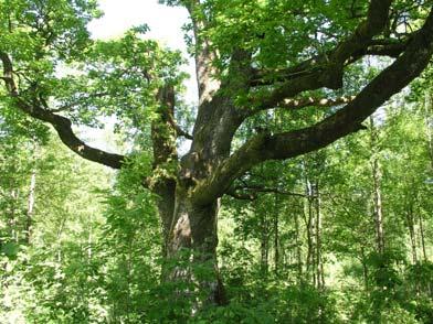 36e Morjhult Jätteekar (0,1 ha) Två vidkroniga jätteekar med omkrets på upp till 400 cm står i området. På ekarna växer fällmossa.