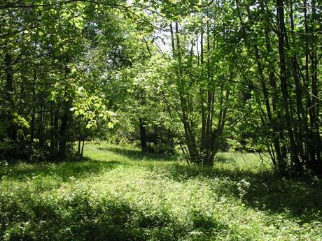 37a-f Baggården Slåtterängar och hamlade askar (0,7+1+0,9+1+0,8+0,6+0,2 ha) Runt gården finns flera ängsmarker, delvis trädbärande, som hävdades genom lieslåtter fram till för ca 10 år sedan.
