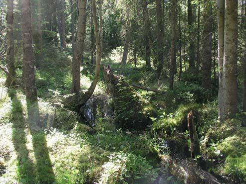 38 Öster om Tolla Gransumpskog längs bäck (0,3 ha) En liten skogsbäck kantas, längs en ca 200 m lång sträcka, av blöt gransumpskog.