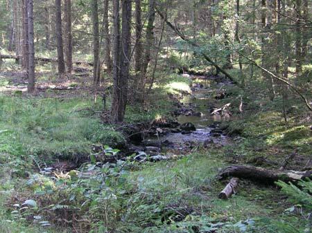 45 Tubbared Tubbaredsbäcken (2,7 ha) Tubbaredsbäcken är en liten skogsbäck som rinner ut i Östra Nedsjön på sjöns östra sida. Bäcken är en lekbäck för insjööringen i sjön.