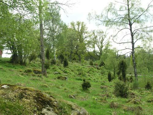 I norr vid Bråtatjärn finns en tallsumpskog med stort inslag av gamla senvuxna granar och enstaka glasbjörkar. Ett mindre inslag av död ved, mest stående.