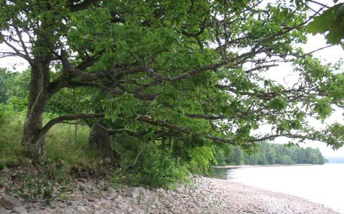 Klass 1, högsta naturvärde En stor och mångformig sjö med hotade arter. Sydsvensk röding ingår i naturvårdsverkets åtgärdsprogram för hotade arter.