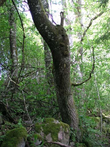 86 Nycklamossen Svagt välvd mosse, sumpskogar och tjärnar (ca 400 ha) En helhetsmiljö där nycklamossen ligger i norr och där ett system av sumpskogar och tjärnar sträcker sig söderut ca 3,5 km