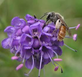 Biologisk mångfald I Bollebygds kommun finns miljöer med en hög biologisk mångfald och även sällsynta och hotade arter.