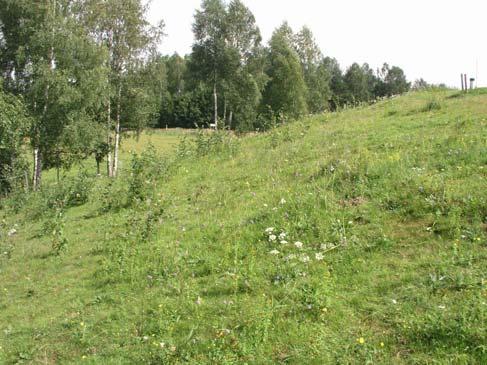 94g Nolån vid Stenaskjum Bäckravin, erosionsbrant och vidkroniga ekar (2,5 ha) Längs Nolån går en skarpt avgränsad höjdrygg i syd-västlig riktning.