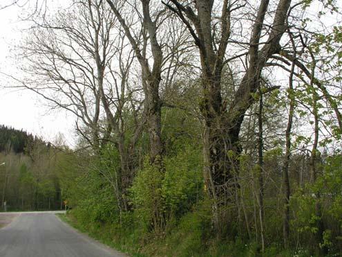 94p Randevalla Sluttning med grova ekar (2,1 ha) Längs grusvägen finns en sydostvänd sluttning som delvis betas av hästar där det växer grövre vidkroniga ekar.